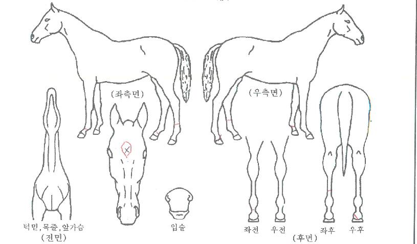 Ä«¸°ÀÇ Ãø¸é,¿ì¸é,µÞ¸é,µÎ»ó,´Ù¸®ÀÇ Æ¯Â¡µµÇØ