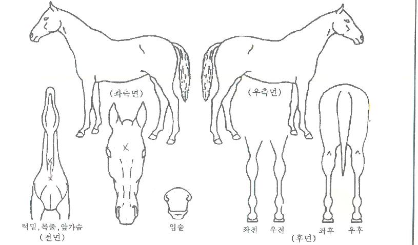 ŷ���� ����,���,�޸�,�λ�,�ٸ��� Ư¡����