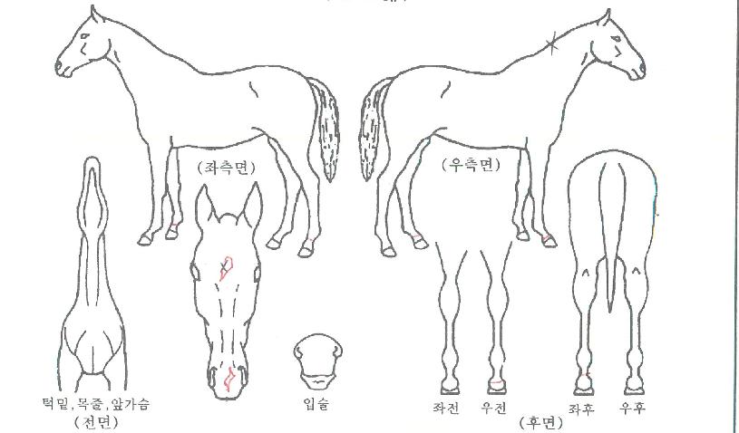 ¹«Àû¿µ¿õÀÇ Ãø¸é,¿ì¸é,µÞ¸é,µÎ»ó,´Ù¸®ÀÇ Æ¯Â¡µµÇØ