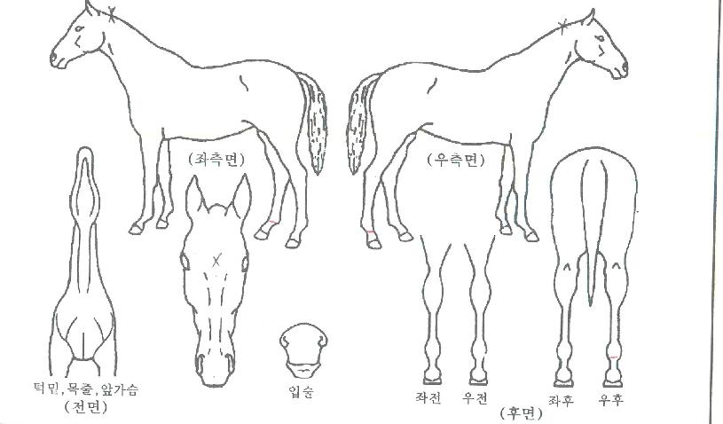 ���κ�Ʈ�� ����,���,�޸�,�λ�,�ٸ��� Ư¡����