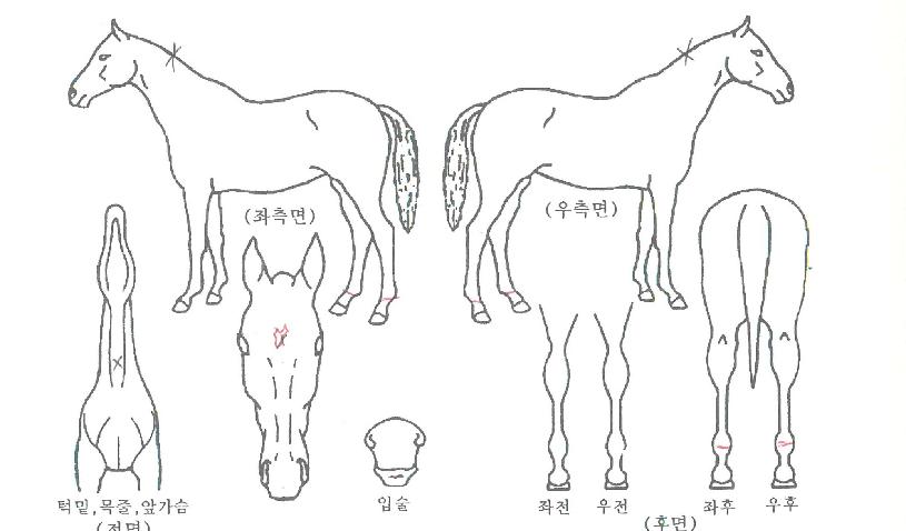 ���ǵ����� ����,���,�޸�,�λ�,�ٸ��� Ư¡����