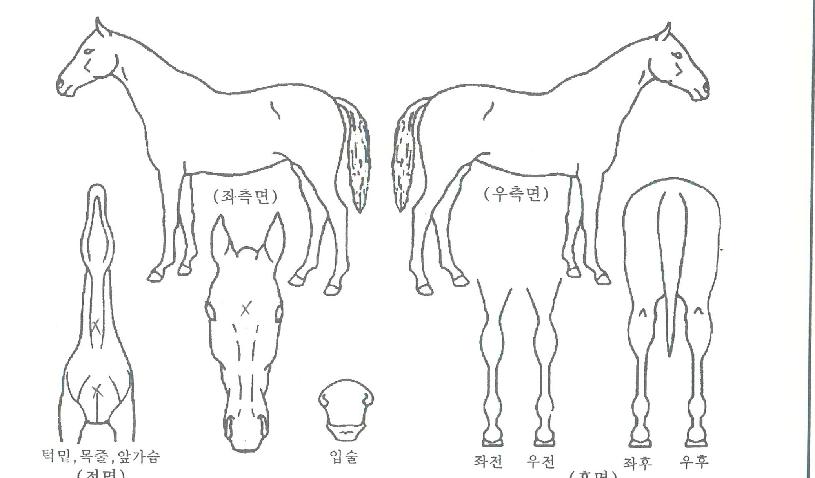 �Ŀ���ġ�� ����,���,�޸�,�λ�,�ٸ��� Ư¡����