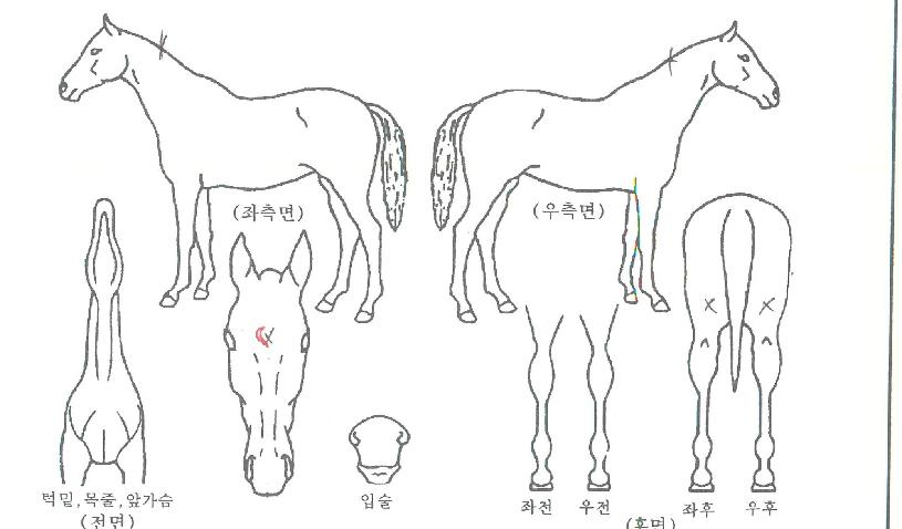 �극�ν��Ǵ��� ����,���,�޸�,�λ�,�ٸ��� Ư¡����