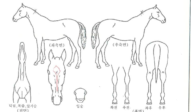 À§³Ê¼¼ÀÌÀÇ Ãø¸é,¿ì¸é,µÞ¸é,µÎ»ó,´Ù¸®ÀÇ Æ¯Â¡µµÇØ