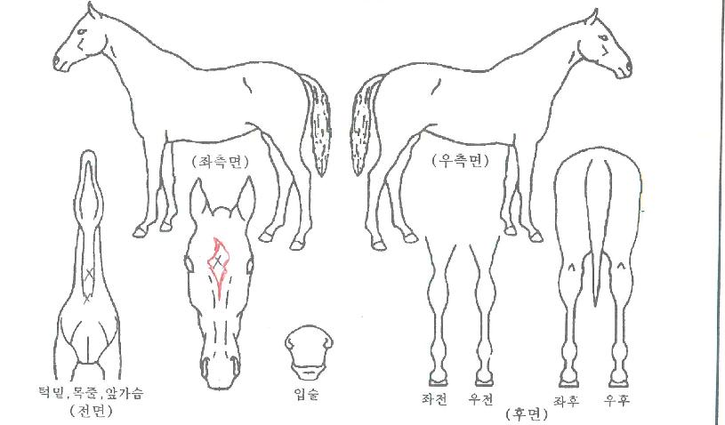 õ���� ����,���,�޸�,�λ�,�ٸ��� Ư¡����