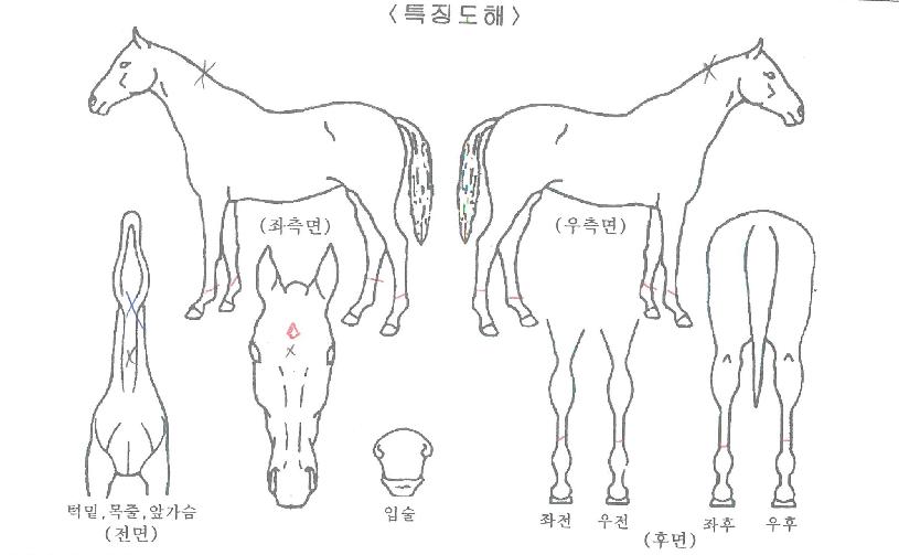 �ְ���Ÿ�� ����,���,�޸�,�λ�,�ٸ��� Ư¡����