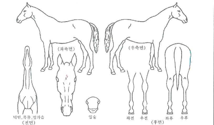 õ�������Ҹ��� ����,���,�޸�,�λ�,�ٸ��� Ư¡����