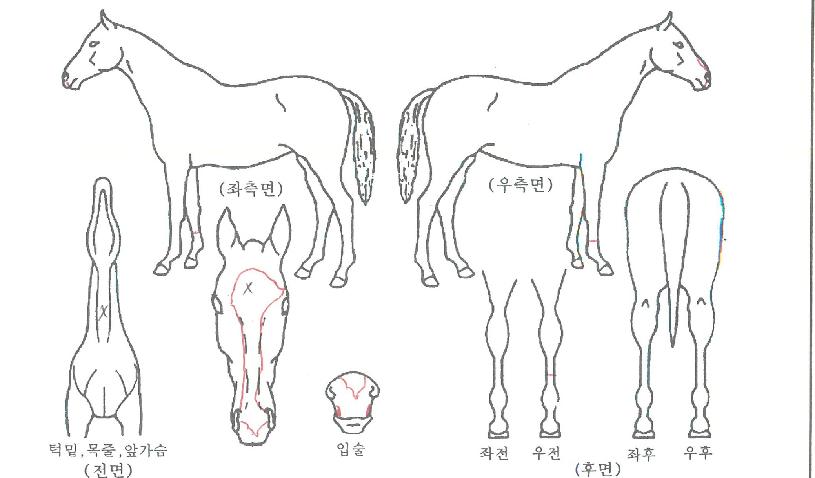 ¿µ±¤ÀÇȯȣÀÇ Ãø¸é,¿ì¸é,µÞ¸é,µÎ»ó,´Ù¸®ÀÇ Æ¯Â¡µµÇØ