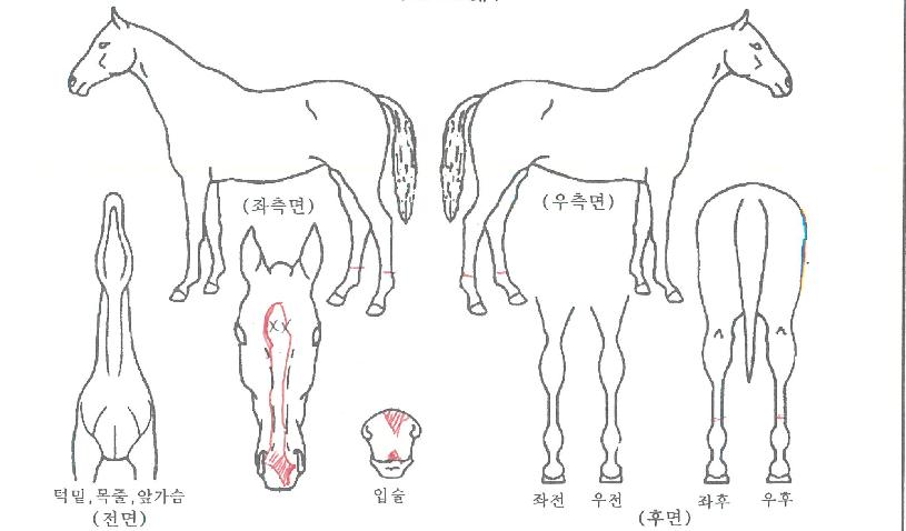 �����ְ��ڸ��� ����,���,�޸�,�λ�,�ٸ��� Ư¡����