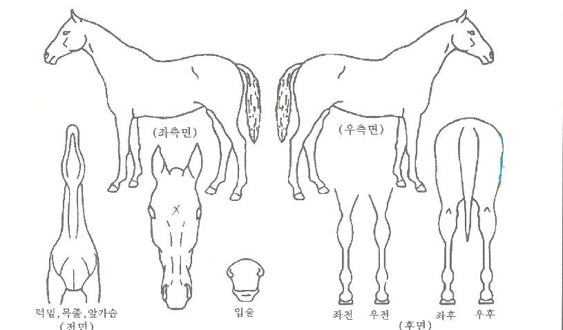 Á¦³Ê·²·ÎÁîÀÇ Ãø¸é,¿ì¸é,µÞ¸é,µÎ»ó,´Ù¸®ÀÇ Æ¯Â¡µµÇØ