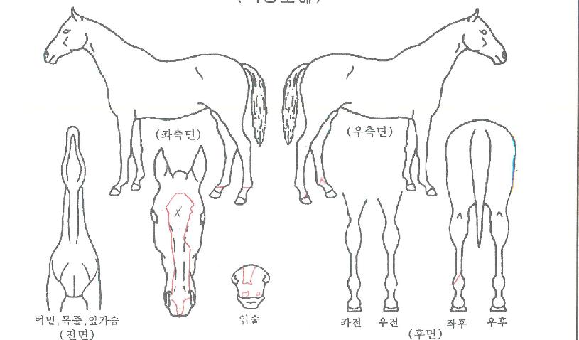 ŸÆÛÁîÄýÀÇ Ãø¸é,¿ì¸é,µÞ¸é,µÎ»ó,´Ù¸®ÀÇ Æ¯Â¡µµÇØ