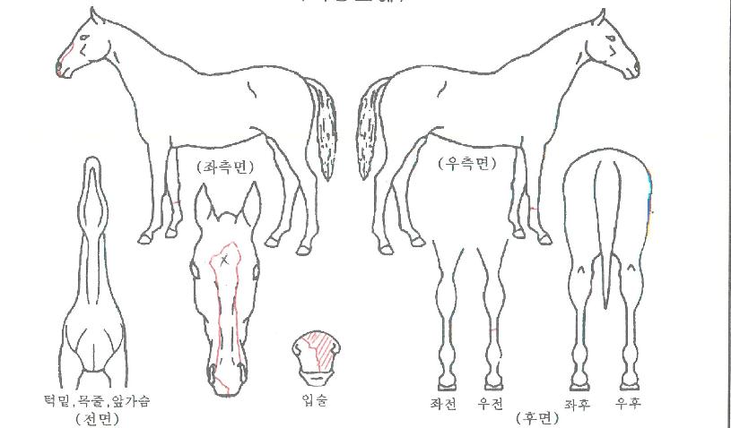 ���뽺������ ����,���,�޸�,�λ�,�ٸ��� Ư¡����