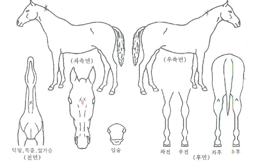 Ȳ±Ýµµ¾ßÁöÀÇ Ãø¸é,¿ì¸é,µÞ¸é,µÎ»ó,´Ù¸®ÀÇ Æ¯Â¡µµÇØ