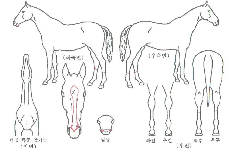 ÆÄÀ̳ÎÀ©µåÀÇ Ãø¸é,¿ì¸é,µÞ¸é,µÎ»ó,´Ù¸®ÀÇ Æ¯Â¡µµÇØ