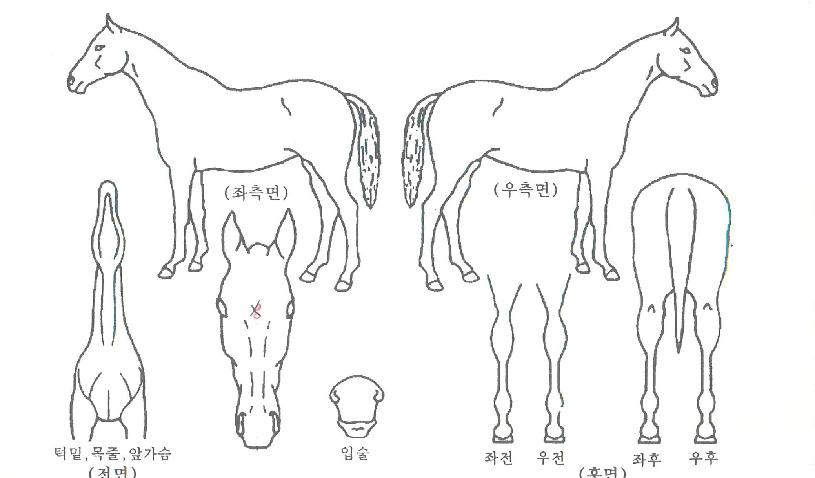 ½½¸µ½ºÅæÀÇ Ãø¸é,¿ì¸é,µÞ¸é,µÎ»ó,´Ù¸®ÀÇ Æ¯Â¡µµÇØ