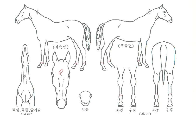 °¡Áî¾ÆÀÇ Ãø¸é,¿ì¸é,µÞ¸é,µÎ»ó,´Ù¸®ÀÇ Æ¯Â¡µµÇØ