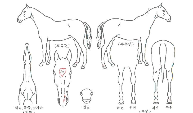 ��ž�� ����,���,�޸�,�λ�,�ٸ��� Ư¡����