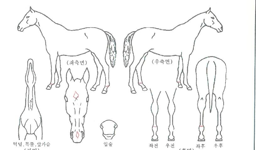 ¸¸Á¡È¯ÈñÀÚ¸¶ÀÇ Ãø¸é,¿ì¸é,µÞ¸é,µÎ»ó,´Ù¸®ÀÇ Æ¯Â¡µµÇØ