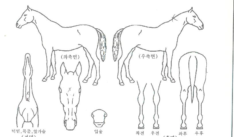 �������� ����,���,�޸�,�λ�,�ٸ��� Ư¡����