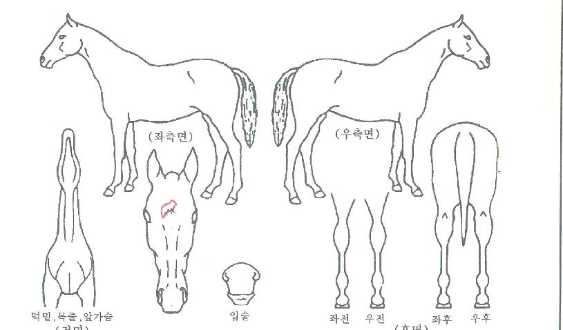 ÃÖ°¸®´õÀÇ Ãø¸é,¿ì¸é,µÞ¸é,µÎ»ó,´Ù¸®ÀÇ Æ¯Â¡µµÇØ