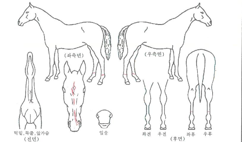 ½º¸¶Æ®ÆÄƼÀÇ Ãø¸é,¿ì¸é,µÞ¸é,µÎ»ó,´Ù¸®ÀÇ Æ¯Â¡µµÇØ