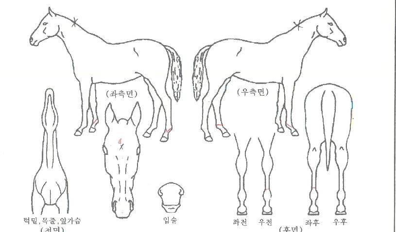 �������ǵ��� ����,���,�޸�,�λ�,�ٸ��� Ư¡����