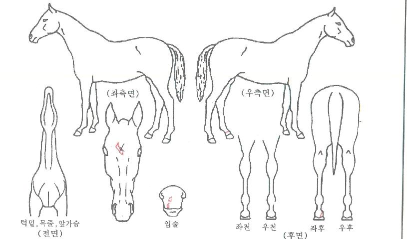 ��ȣ�� ����,���,�޸�,�λ�,�ٸ��� Ư¡����