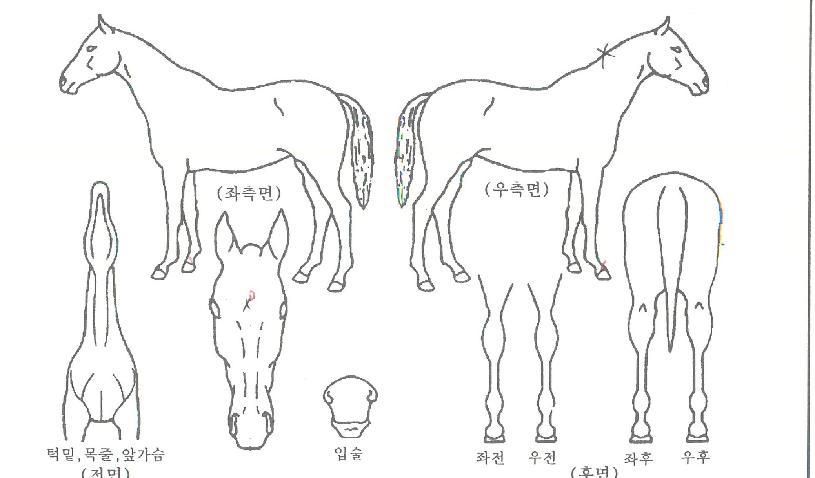 ����ǲ��� ����,���,�޸�,�λ�,�ٸ��� Ư¡����