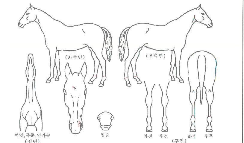 ¿ï»êÀ屺ÀÇ Ãø¸é,¿ì¸é,µÞ¸é,µÎ»ó,´Ù¸®ÀÇ Æ¯Â¡µµÇØ