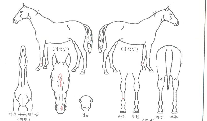 ���۴��ڸ��� ����,���,�޸�,�λ�,�ٸ��� Ư¡����