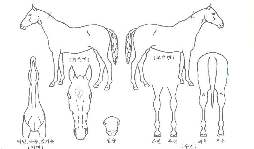 Ãʵ¿´ëÀåÀÇ Ãø¸é,¿ì¸é,µÞ¸é,µÎ»ó,´Ù¸®ÀÇ Æ¯Â¡µµÇØ