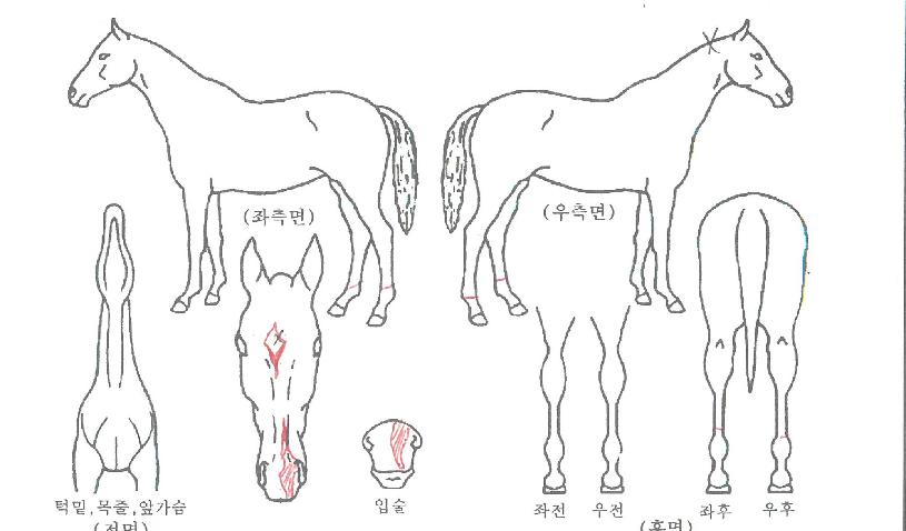 º¼µåÄýÀÇ Ãø¸é,¿ì¸é,µÞ¸é,µÎ»ó,´Ù¸®ÀÇ Æ¯Â¡µµÇØ