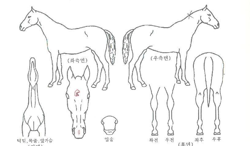 À§³ÊÆÇŸÁöÀÇ Ãø¸é,¿ì¸é,µÞ¸é,µÎ»ó,´Ù¸®ÀÇ Æ¯Â¡µµÇØ