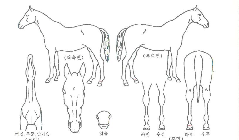 �ʵ��Ǵн��� ����,���,�޸�,�λ�,�ٸ��� Ư¡����