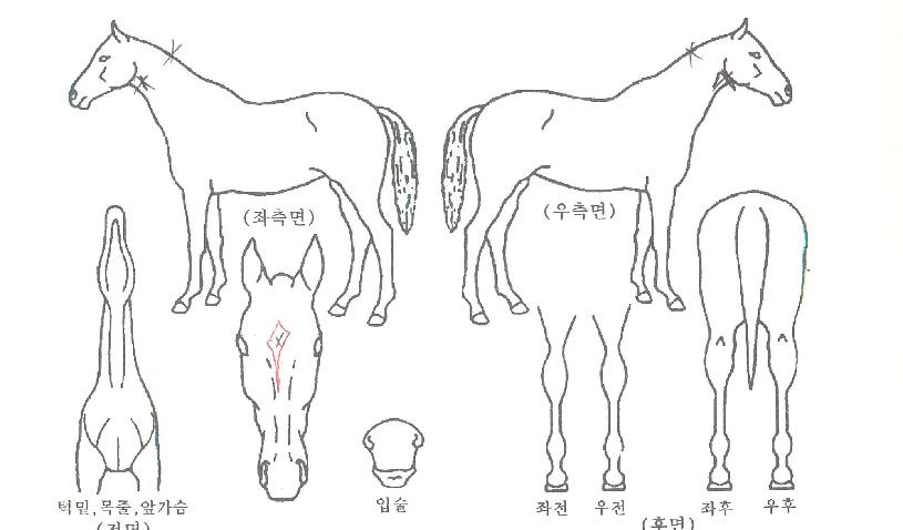 ÆÐ¹Ð¸®¼ÛÀÇ Ãø¸é,¿ì¸é,µÞ¸é,µÎ»ó,´Ù¸®ÀÇ Æ¯Â¡µµÇØ