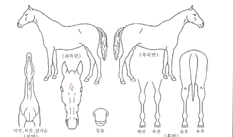 �̳ʸ��� ����,���,�޸�,�λ�,�ٸ��� Ư¡����