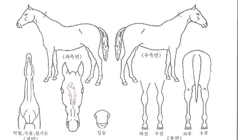 ��Ƽ���ڸ����� ����,���,�޸�,�λ�,�ٸ��� Ư¡����