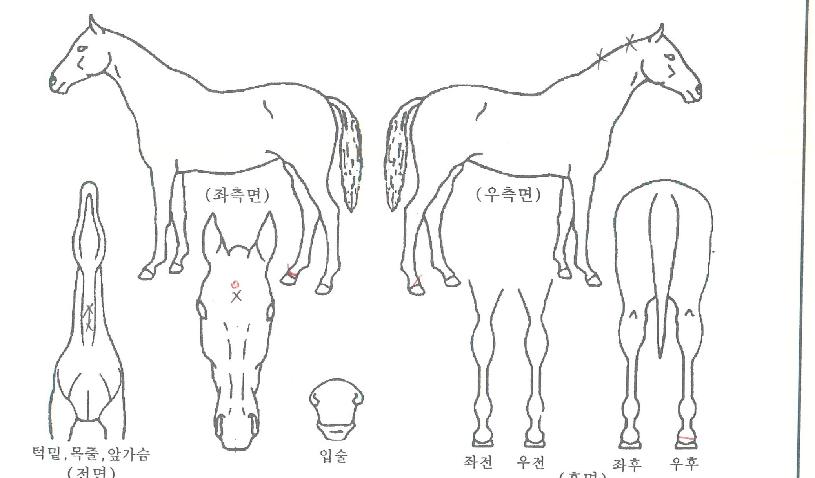 ÇÁ¸®½ÃµåÀÇ Ãø¸é,¿ì¸é,µÞ¸é,µÎ»ó,´Ù¸®ÀÇ Æ¯Â¡µµÇØ