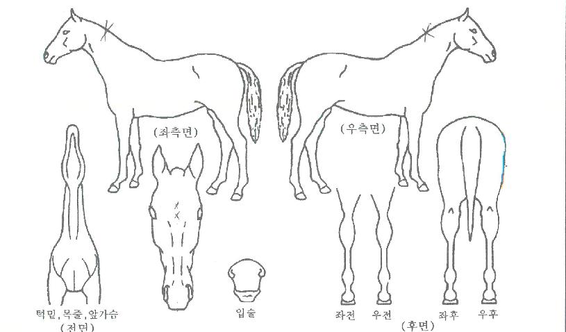 ����������� ����,���,�޸�,�λ�,�ٸ��� Ư¡����