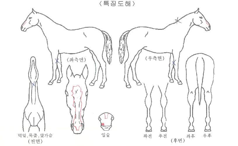 ÇÇÄÉÀÌÀü»çÀÇ Ãø¸é,¿ì¸é,µÞ¸é,µÎ»ó,´Ù¸®ÀÇ Æ¯Â¡µµÇØ