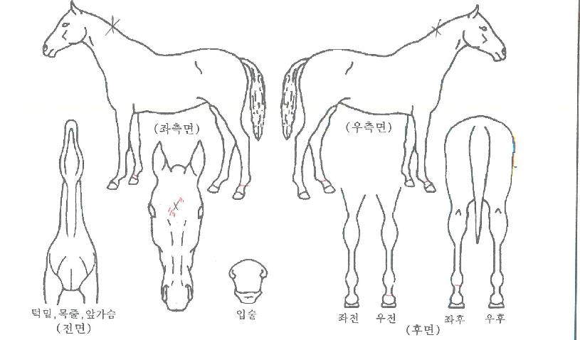 ±Â´í¼ÀÇ Ãø¸é,¿ì¸é,µÞ¸é,µÎ»ó,´Ù¸®ÀÇ Æ¯Â¡µµÇØ