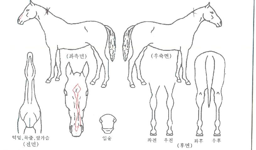 ·³¾ØÄÛÀÇ Ãø¸é,¿ì¸é,µÞ¸é,µÎ»ó,´Ù¸®ÀÇ Æ¯Â¡µµÇØ