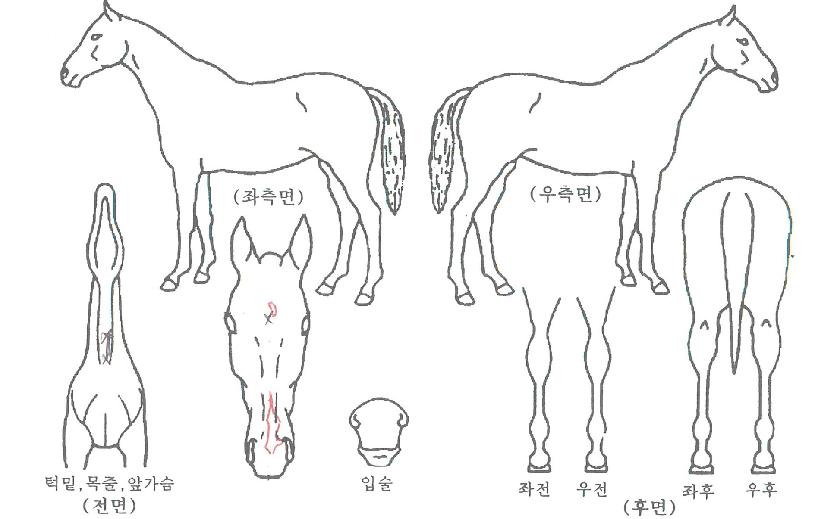 ���Խ�Ʈ���� ����,���,�޸�,�λ�,�ٸ��� Ư¡����