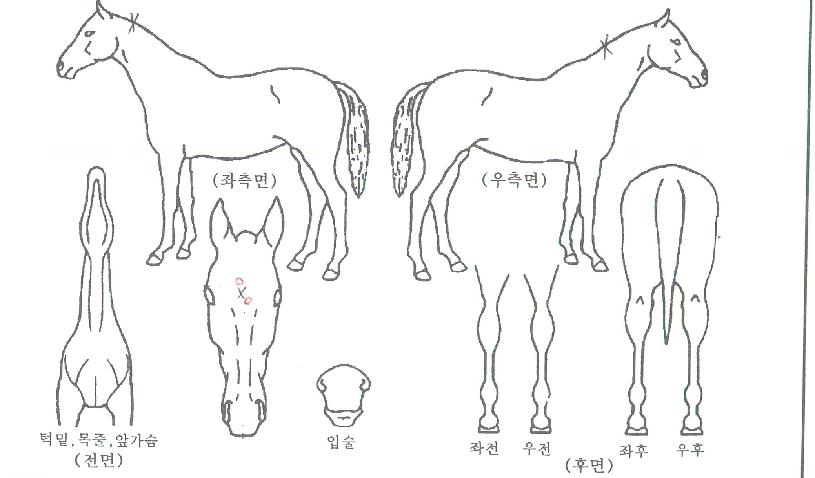 ÄíīĹÀÇ Ãø¸é,¿ì¸é,µÞ¸é,µÎ»ó,´Ù¸®ÀÇ Æ¯Â¡µµÇØ