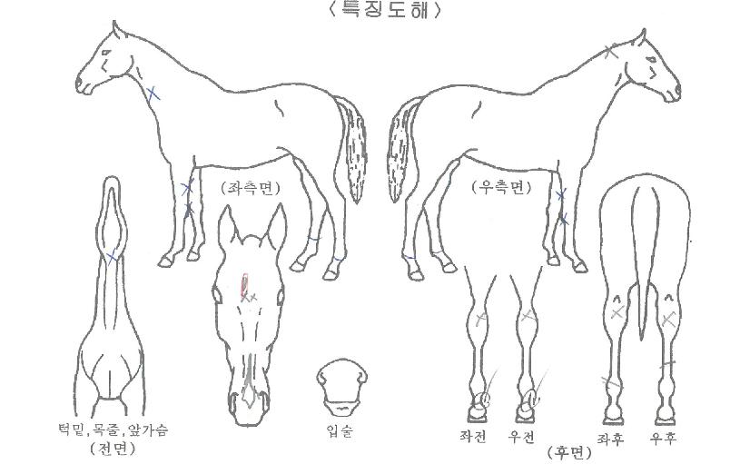 »ó°¨Ã»ÀÚÀÇ Ãø¸é,¿ì¸é,µÞ¸é,µÎ»ó,´Ù¸®ÀÇ Æ¯Â¡µµÇØ