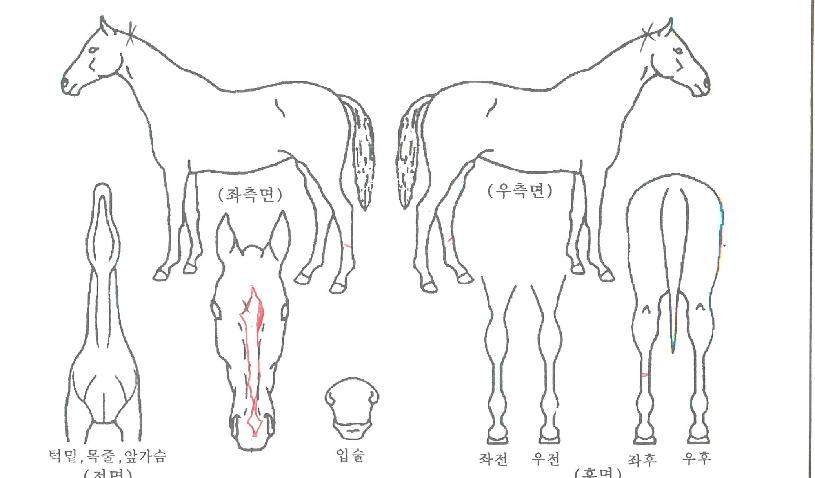 ·ÏÇϵåÆ÷½ºÀÇ Ãø¸é,¿ì¸é,µÞ¸é,µÎ»ó,´Ù¸®ÀÇ Æ¯Â¡µµÇØ