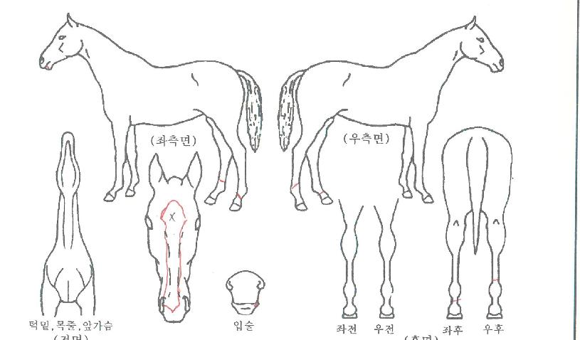 ¿µ±¤ÀǽôëÀÇ Ãø¸é,¿ì¸é,µÞ¸é,µÎ»ó,´Ù¸®ÀÇ Æ¯Â¡µµÇØ