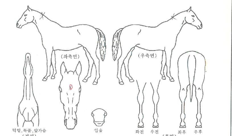 ��ȭ���ڸ��� ����,���,�޸�,�λ�,�ٸ��� Ư¡����