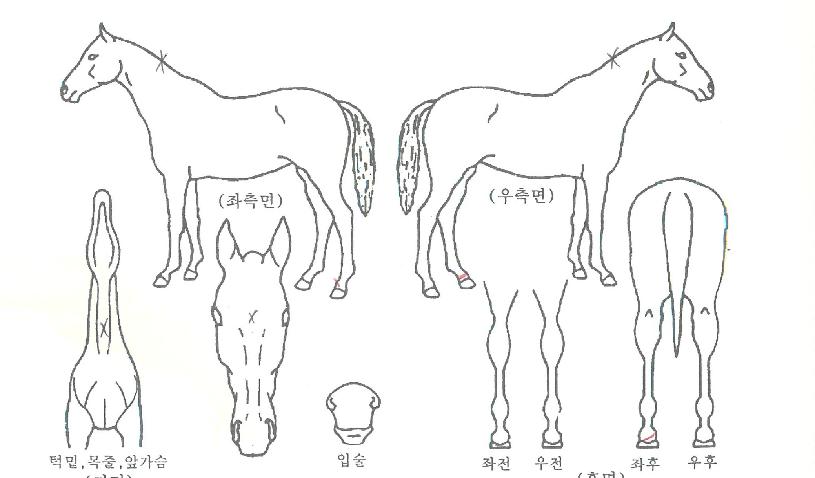 º»¸¶Å¸ÀÇ Ãø¸é,¿ì¸é,µÞ¸é,µÎ»ó,´Ù¸®ÀÇ Æ¯Â¡µµÇØ