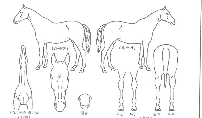 ����Ƽ�Ŀ��� ����,���,�޸�,�λ�,�ٸ��� Ư¡����